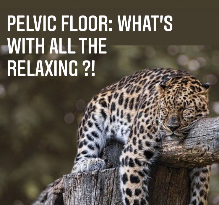 a panther demo's pelvic floor relaxation