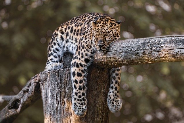 leopard too little pelvic floor muscle activity